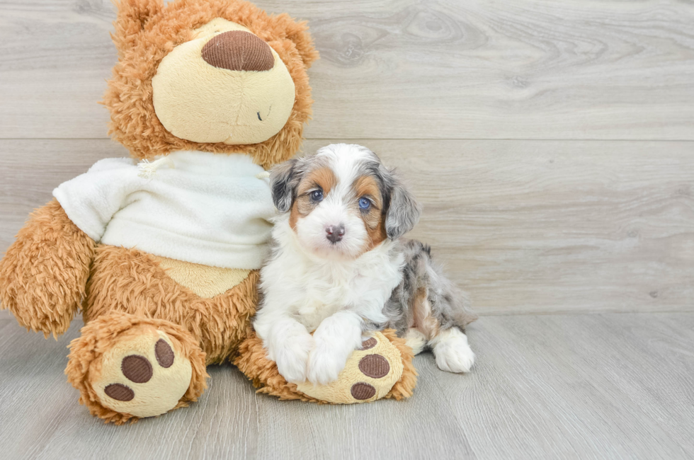 5 week old Mini Aussiedoodle Puppy For Sale - Pilesgrove Pups