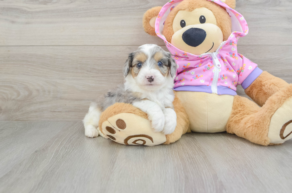 7 week old Mini Aussiedoodle Puppy For Sale - Pilesgrove Pups