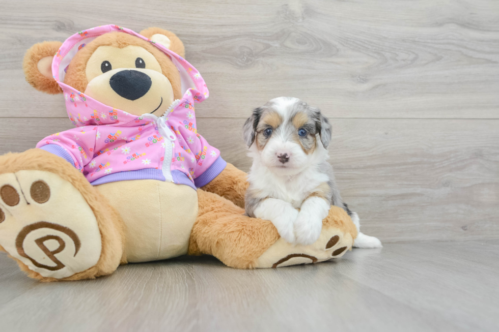 Best Mini Aussiedoodle Baby