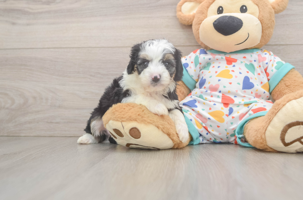 6 week old Mini Aussiedoodle Puppy For Sale - Pilesgrove Pups