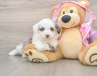 6 week old Mini Aussiedoodle Puppy For Sale - Pilesgrove Pups