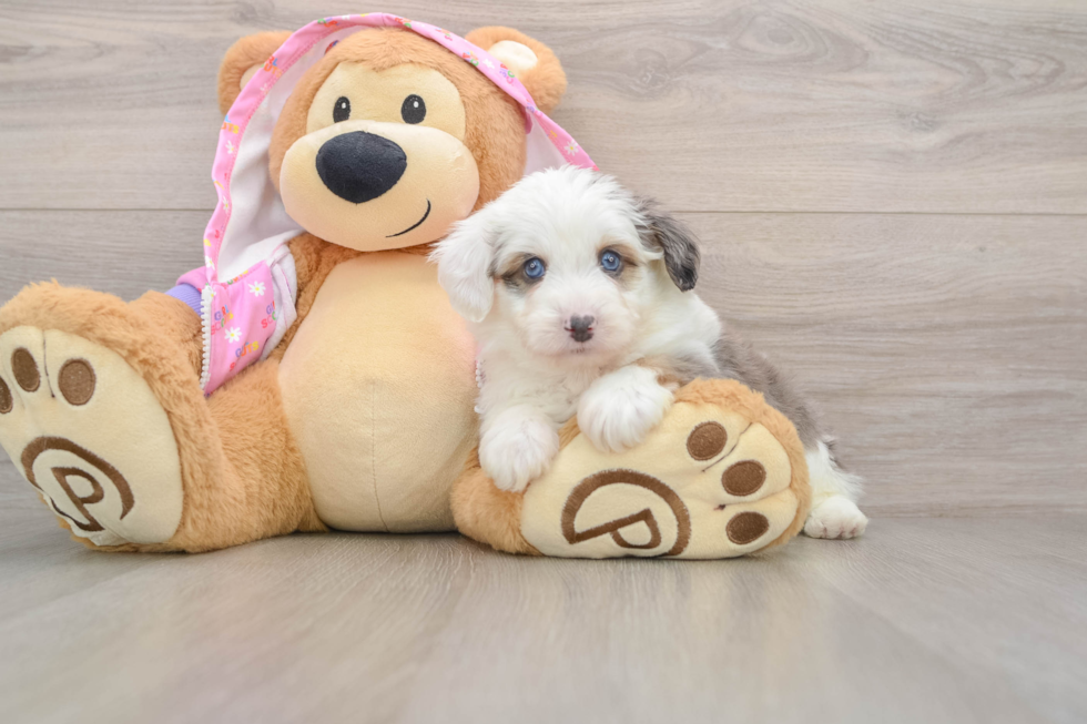 Fluffy Mini Aussiedoodle Poodle Mix Pup