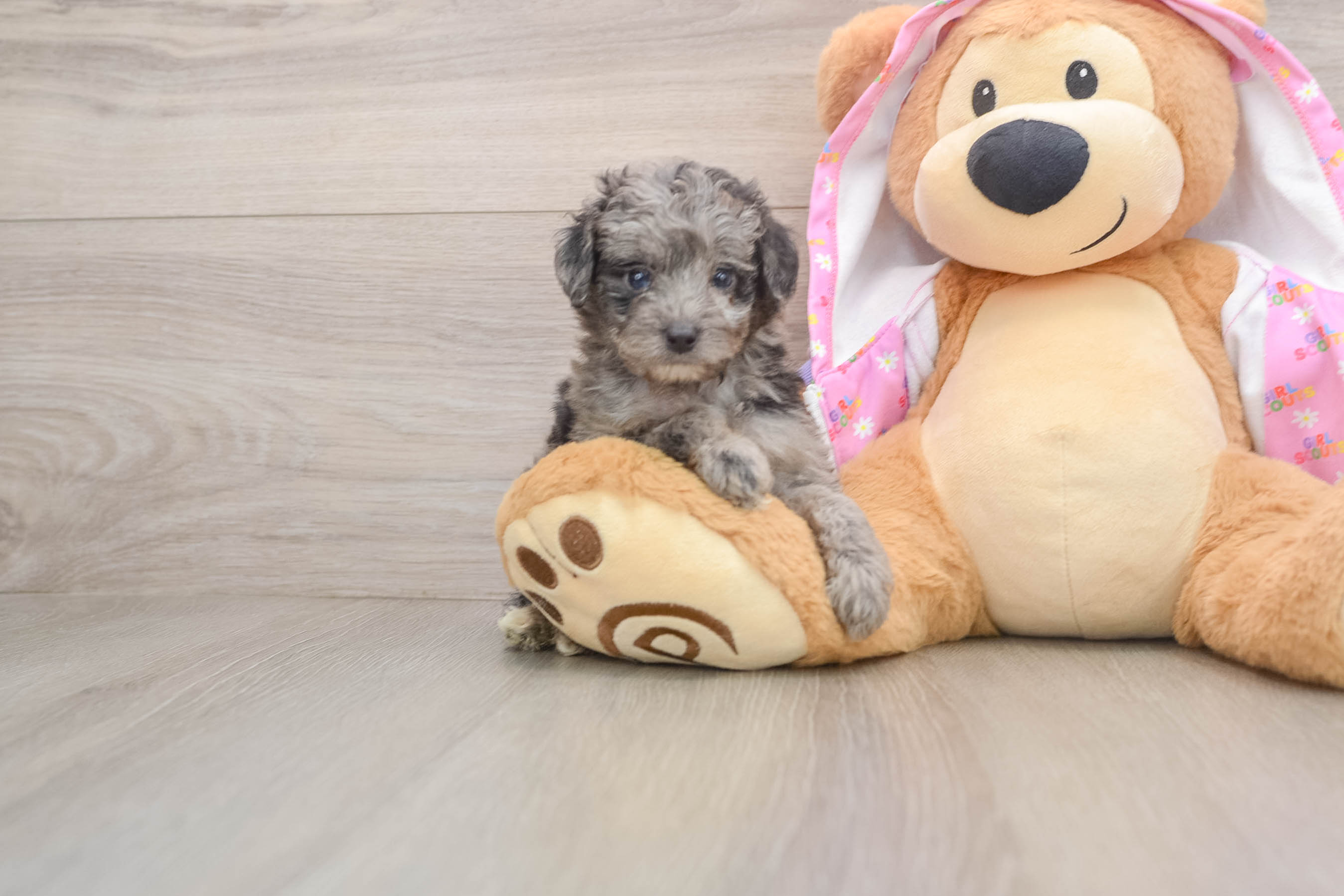 Energetic Aussiepoo Poodle Mix Puppy