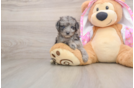 Energetic Aussiepoo Poodle Mix Puppy