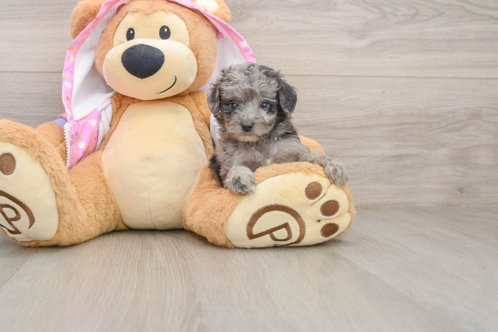Mini Aussiedoodle Puppy for Adoption