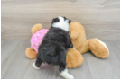 Playful Mini Aussiepoodle Poodle Mix Puppy