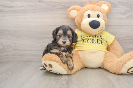 Best Mini Aussiedoodle Baby