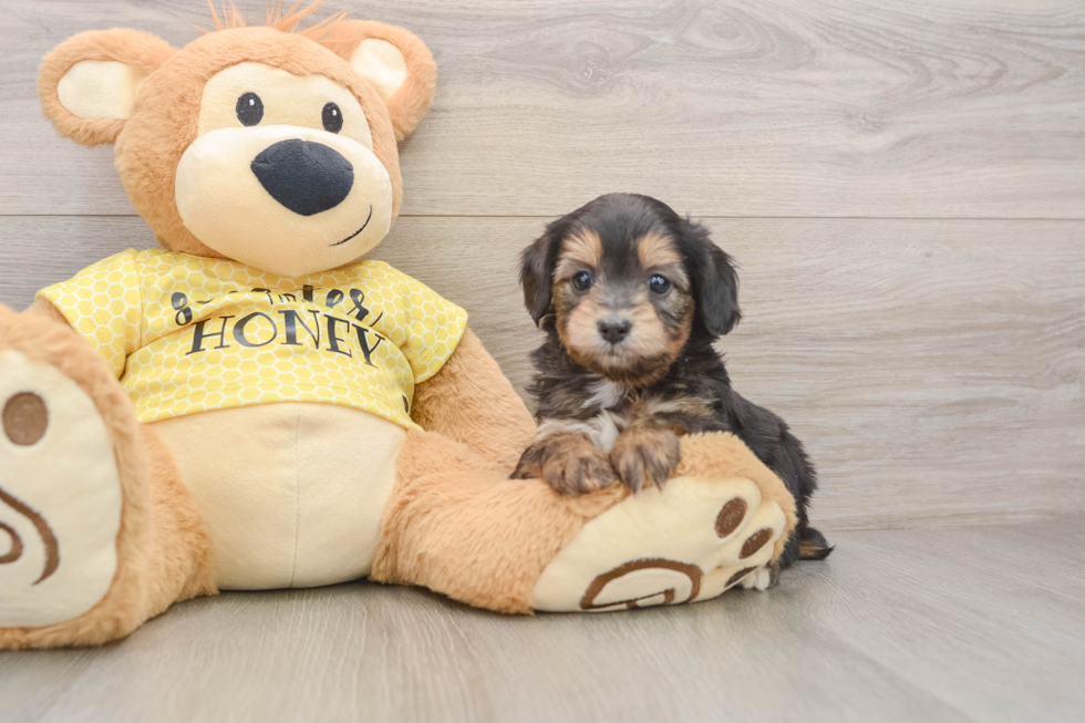 Mini Aussiedoodle Pup Being Cute