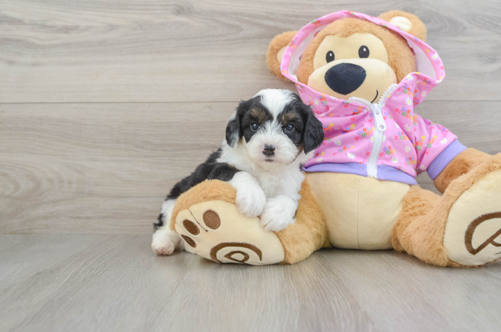 7 week old Mini Aussiedoodle Puppy For Sale - Pilesgrove Pups