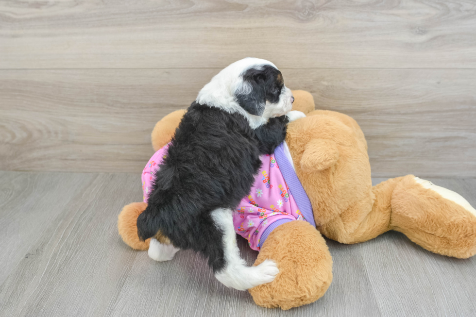 Mini Aussiedoodle Puppy for Adoption