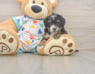 8 week old Mini Aussiedoodle Puppy For Sale - Pilesgrove Pups