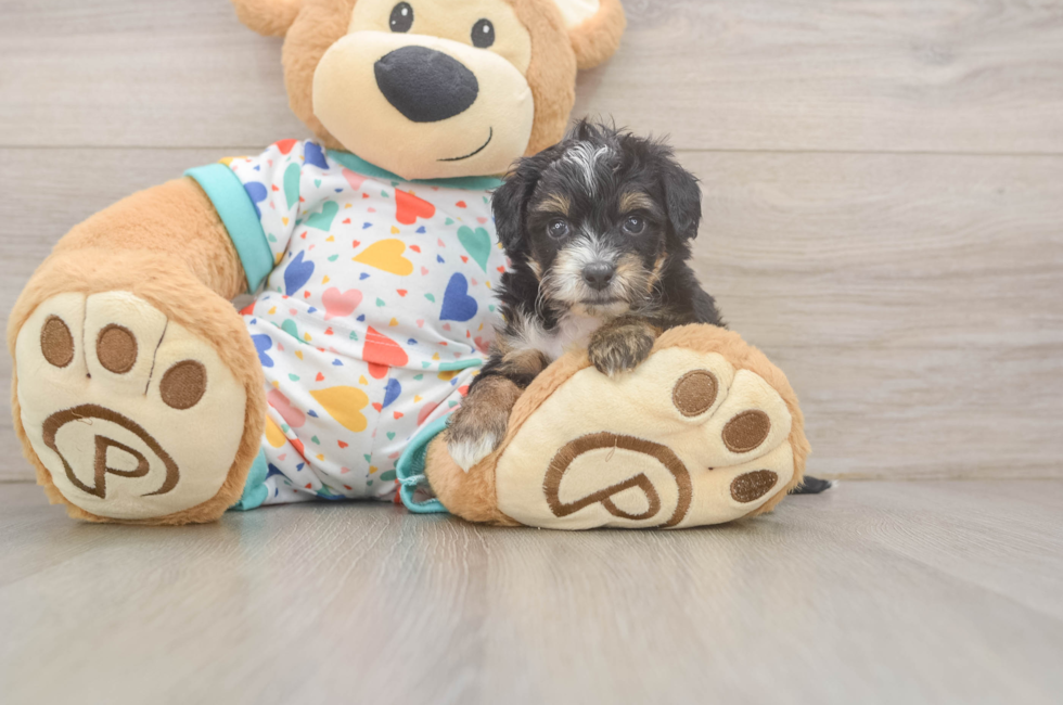 6 week old Mini Aussiedoodle Puppy For Sale - Pilesgrove Pups