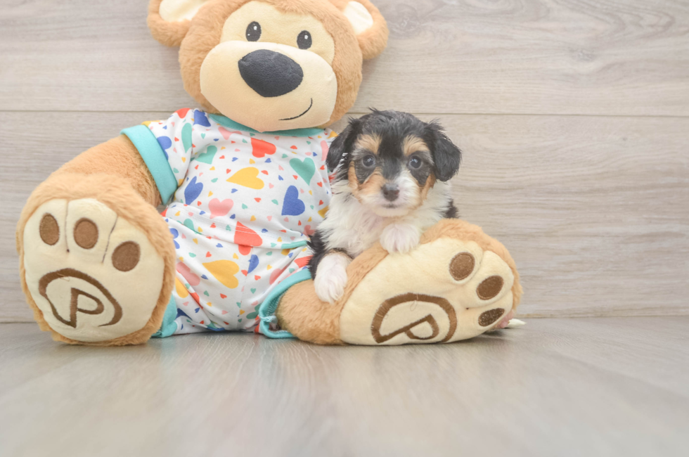 6 week old Mini Aussiedoodle Puppy For Sale - Pilesgrove Pups