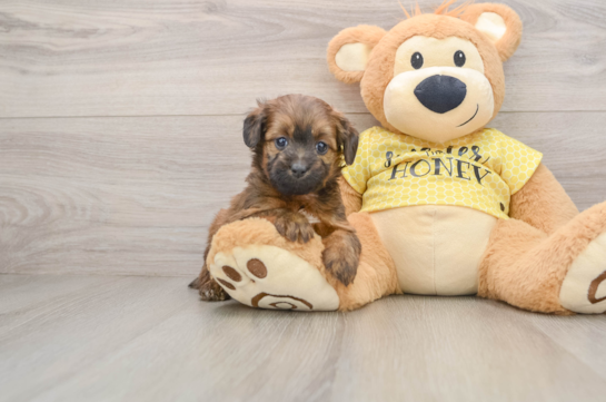 Fluffy Mini Aussiedoodle Poodle Mix Pup
