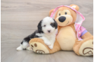 Mini Aussiedoodle Puppy for Adoption