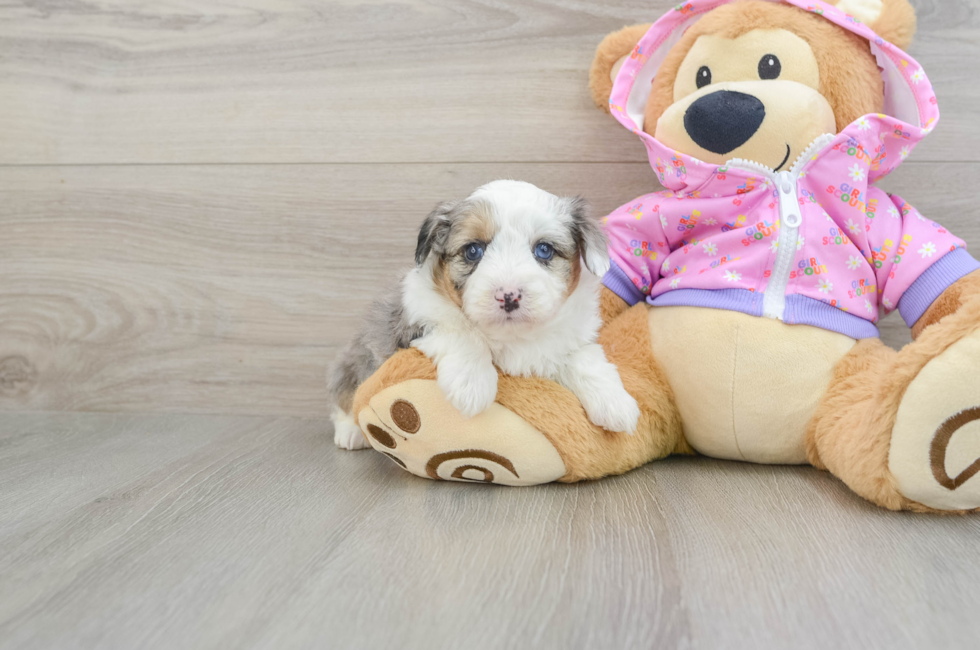 7 week old Mini Aussiedoodle Puppy For Sale - Pilesgrove Pups