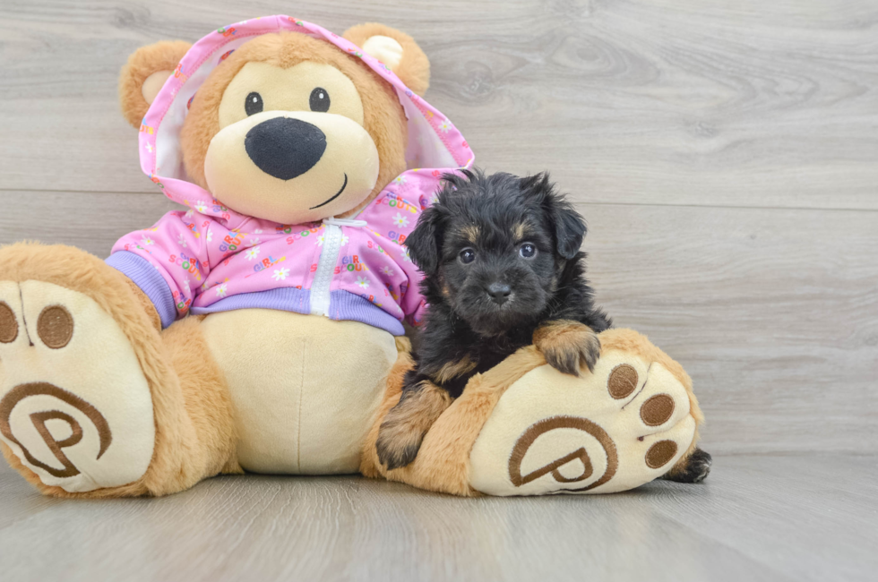 6 week old Mini Aussiedoodle Puppy For Sale - Pilesgrove Pups