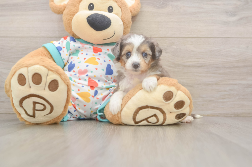 6 week old Mini Aussiedoodle Puppy For Sale - Pilesgrove Pups