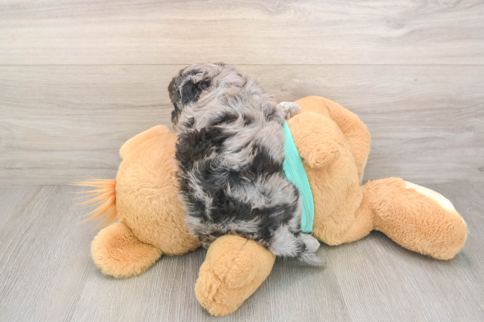 Mini Aussiedoodle Puppy for Adoption