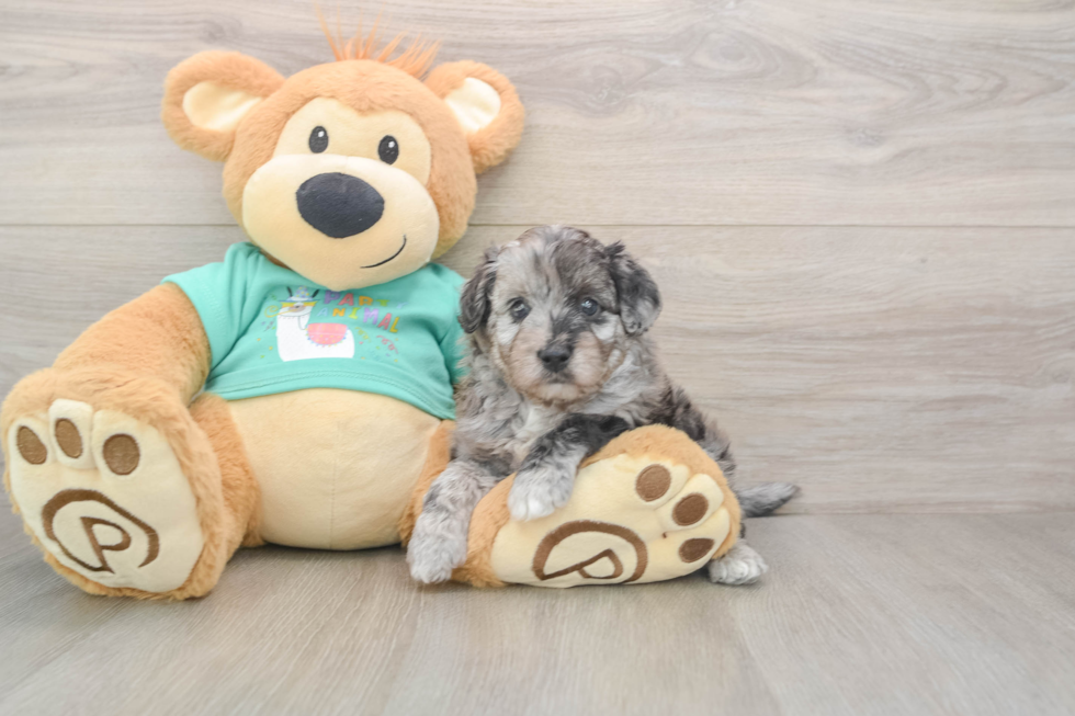 Happy Mini Aussiedoodle Baby