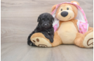 Mini Aussiedoodle Puppy for Adoption