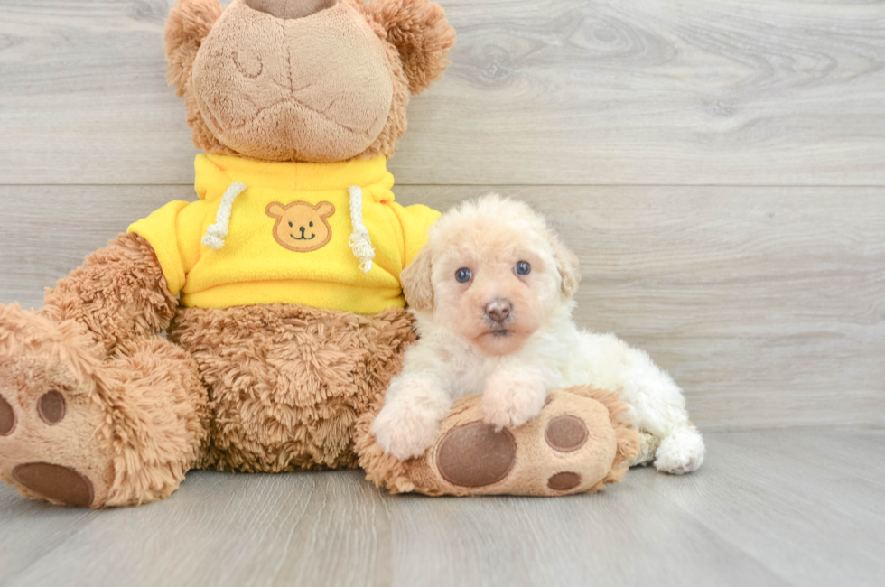 7 week old Mini Aussiedoodle Puppy For Sale - Pilesgrove Pups