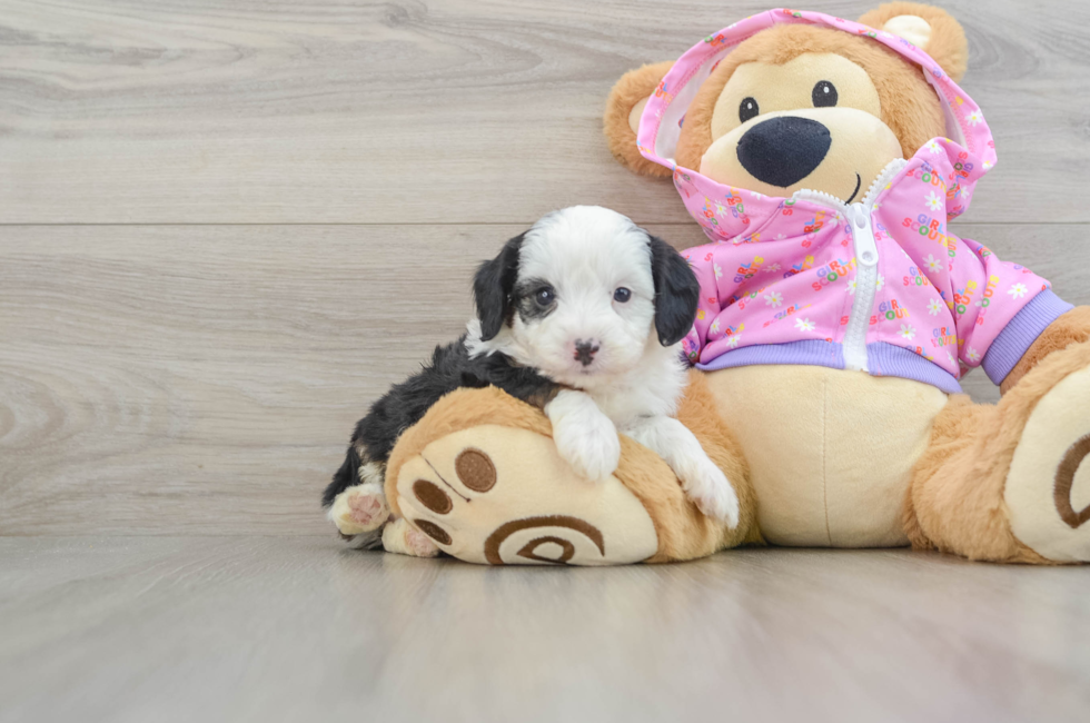 7 week old Mini Aussiedoodle Puppy For Sale - Pilesgrove Pups