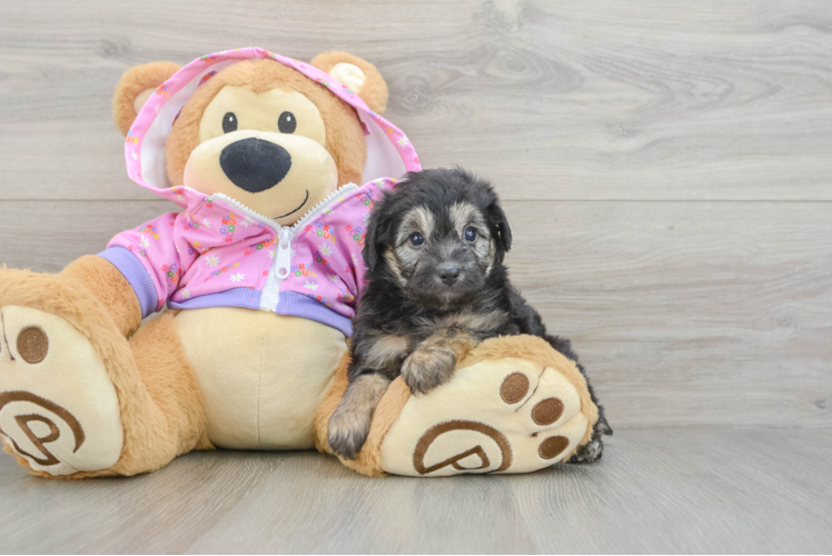 Mini Aussiedoodle Puppy for Adoption
