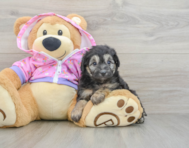 8 week old Mini Aussiedoodle Puppy For Sale - Pilesgrove Pups