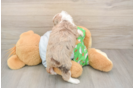 Mini Aussiedoodle Pup Being Cute