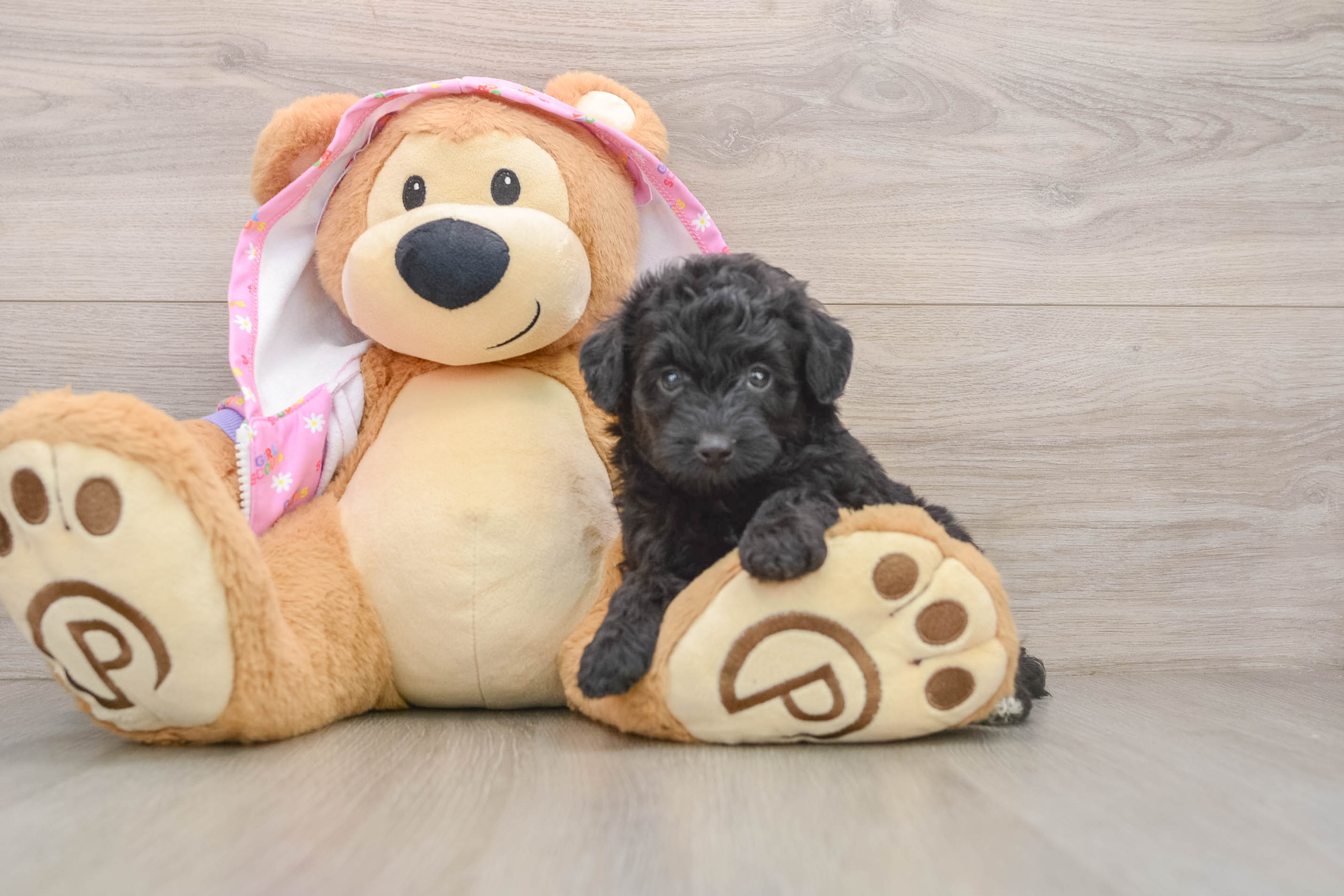 Best Mini Aussiedoodle Baby