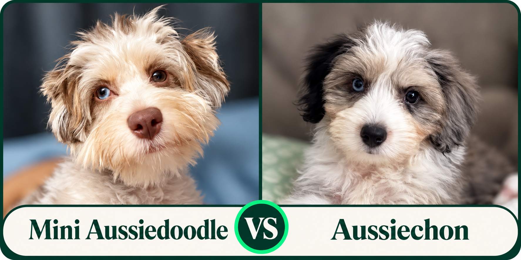 Mini Aussiedoodle vs Aussiechon