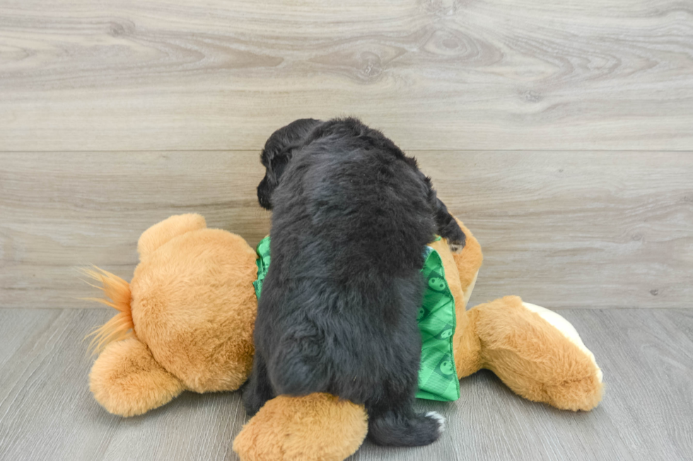 Best Mini Aussiedoodle Baby