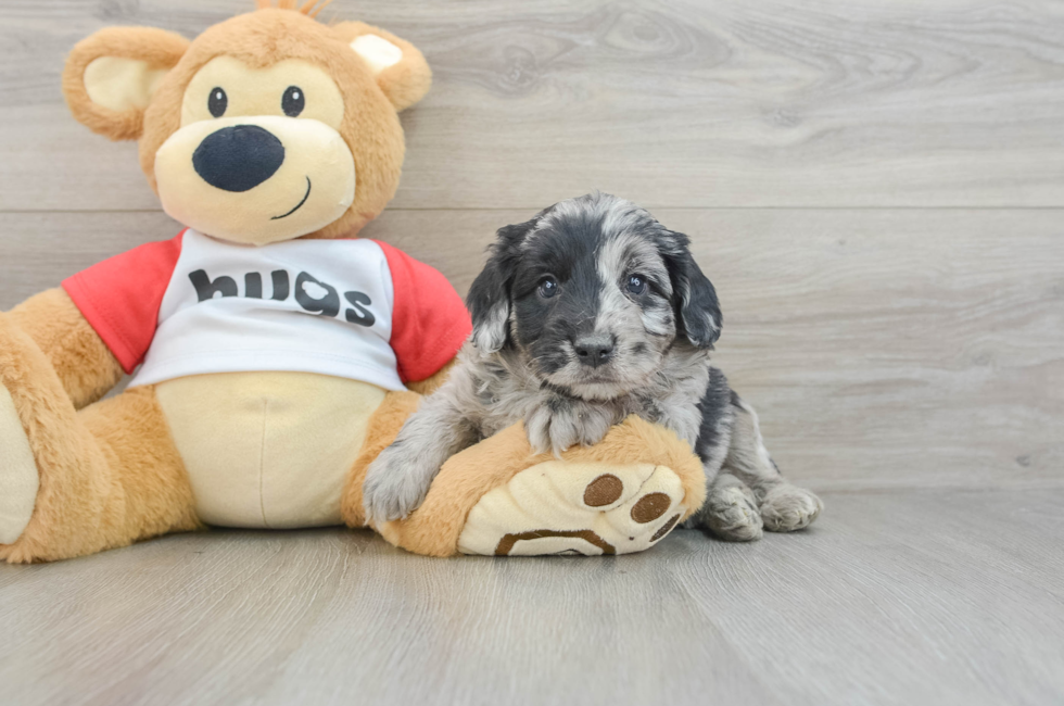 6 week old Mini Aussiedoodle Puppy For Sale - Pilesgrove Pups