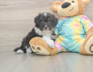 8 week old Mini Aussiedoodle Puppy For Sale - Pilesgrove Pups