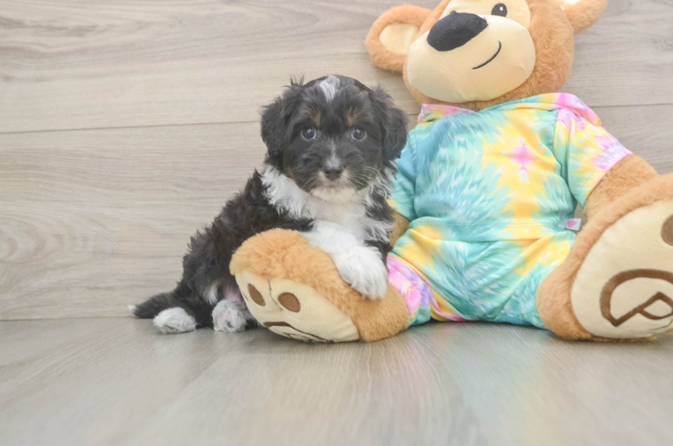 5 week old Mini Aussiedoodle Puppy For Sale - Pilesgrove Pups