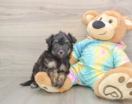 7 week old Mini Aussiedoodle Puppy For Sale - Pilesgrove Pups