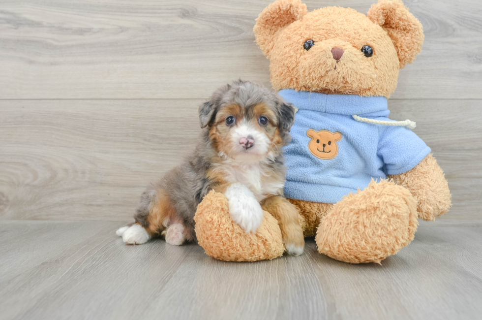 6 week old Mini Aussiedoodle Puppy For Sale - Pilesgrove Pups