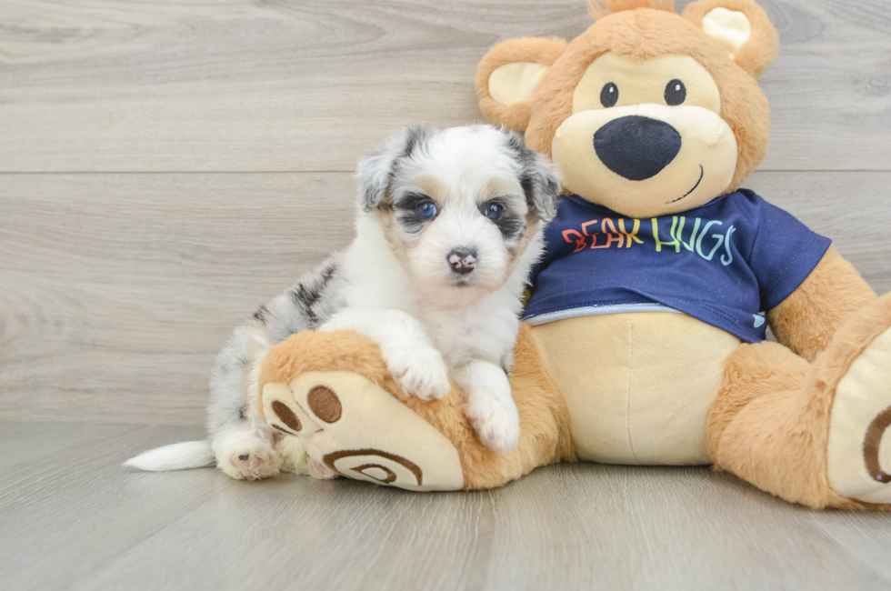 5 week old Mini Aussiedoodle Puppy For Sale - Pilesgrove Pups