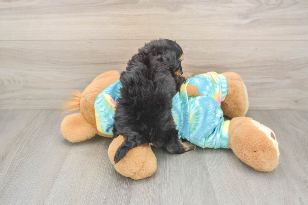 Best Mini Aussiedoodle Baby