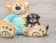 7 week old Mini Aussiedoodle Puppy For Sale - Pilesgrove Pups