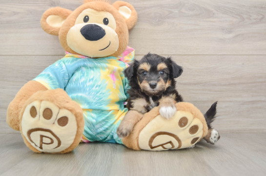 Happy Mini Aussiedoodle Baby