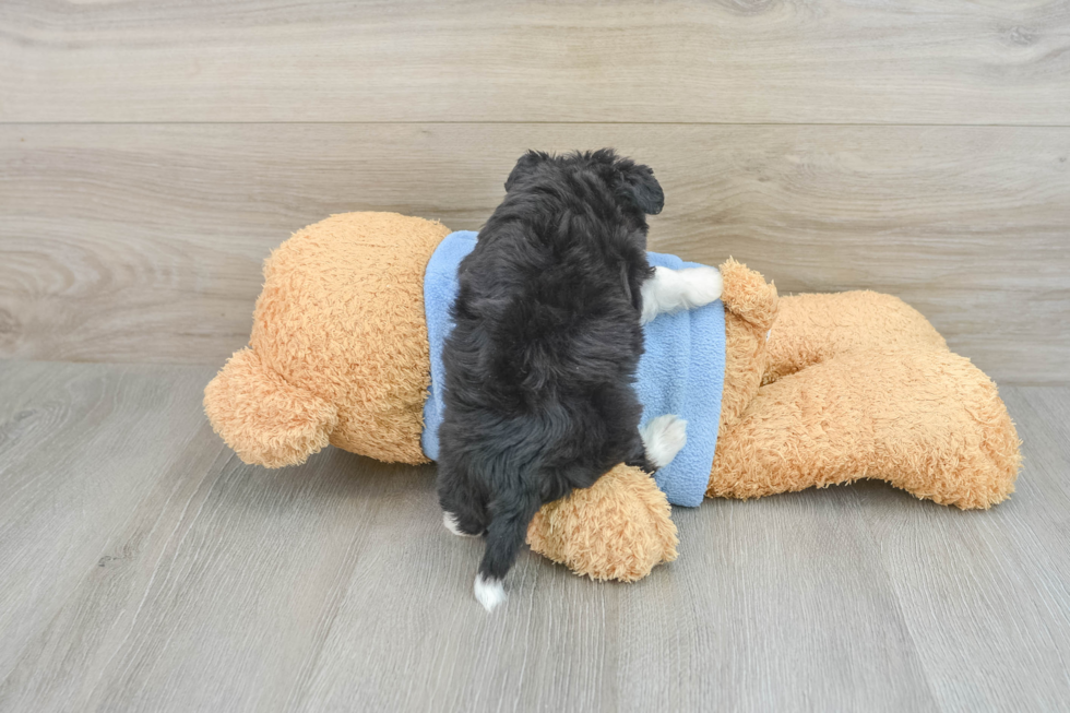 Energetic Aussie Poo Poodle Mix Puppy