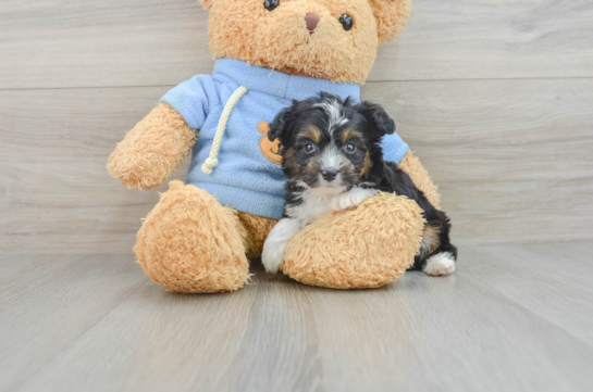 Mini Aussiedoodle Pup Being Cute