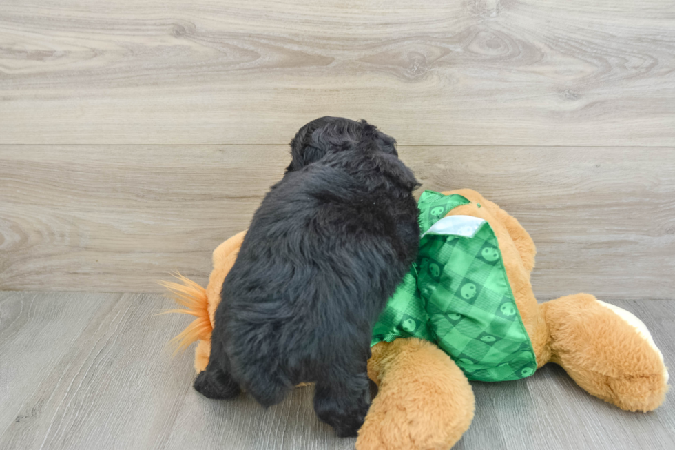 Mini Aussiedoodle Pup Being Cute