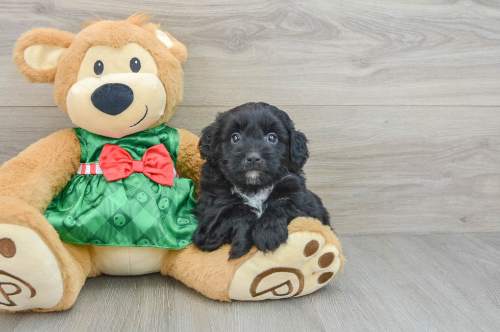 6 week old Mini Aussiedoodle Puppy For Sale - Pilesgrove Pups