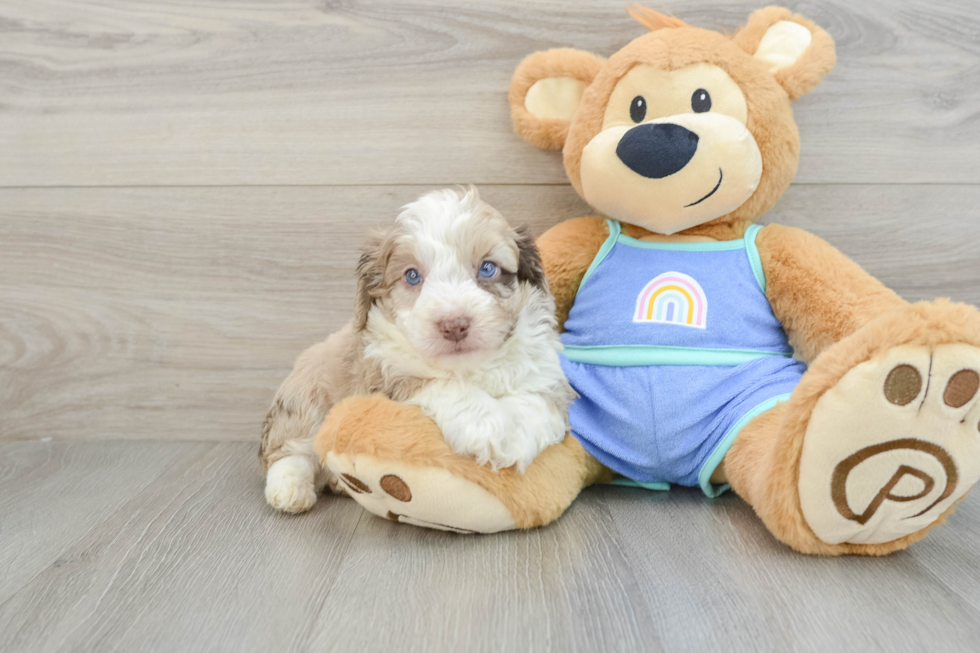 Popular Mini Aussiedoodle Poodle Mix Pup