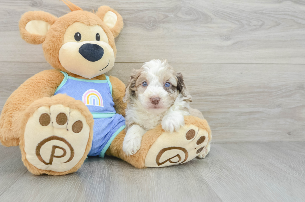 6 week old Mini Aussiedoodle Puppy For Sale - Pilesgrove Pups