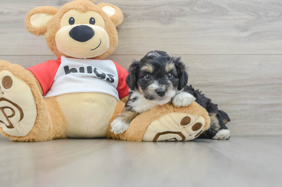 6 week old Mini Aussiedoodle Puppy For Sale - Pilesgrove Pups