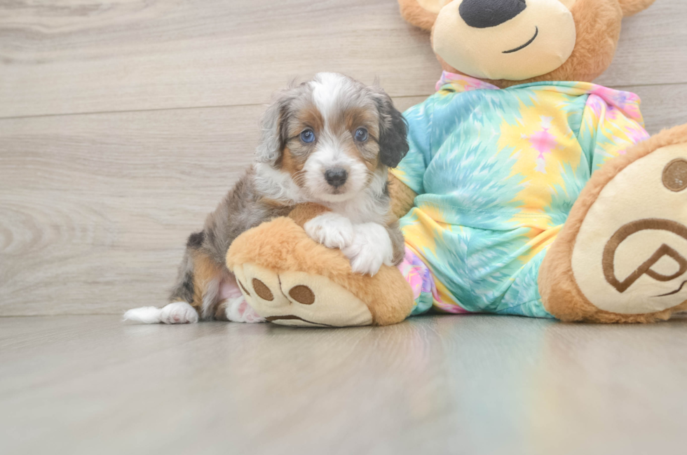 5 week old Mini Aussiedoodle Puppy For Sale - Pilesgrove Pups